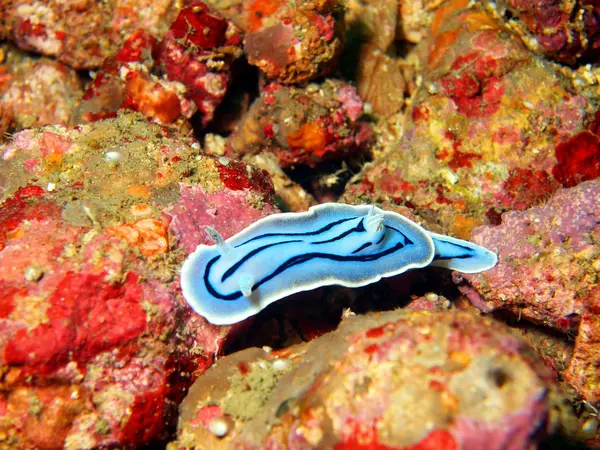 Ślimaki morskie na morzu filipińskim — Zdjęcie stockowe