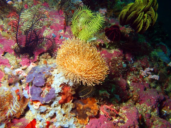 Coral blando —  Fotos de Stock