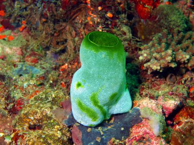 Deniz squirt