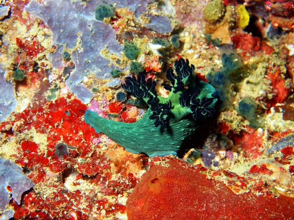 Limaces marines de la mer des Philippines — Photo