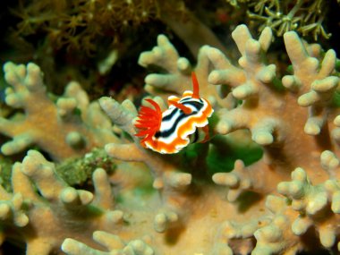 deniz salyangozları Filipin Denizi