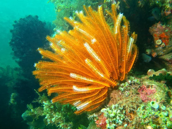 Deniz lily, Filipin Denizi