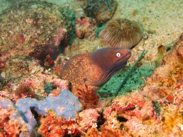 Enguia-de-moray — Fotografia de Stock