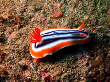 Sea slugs of the Philippine sea clipart