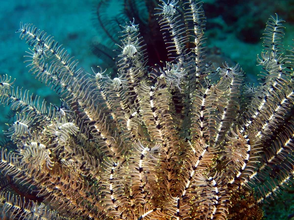 Морская лилия Филиппинского моря — стоковое фото