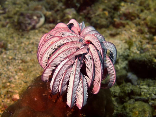 フィリピン海の海のユリ — ストック写真