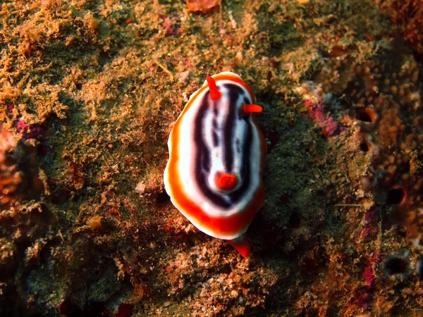 Морские слизни Филиппинского моря — стоковое фото