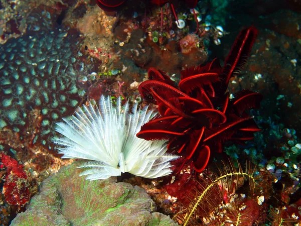 Brânquias de minhoca do mar — Fotografia de Stock