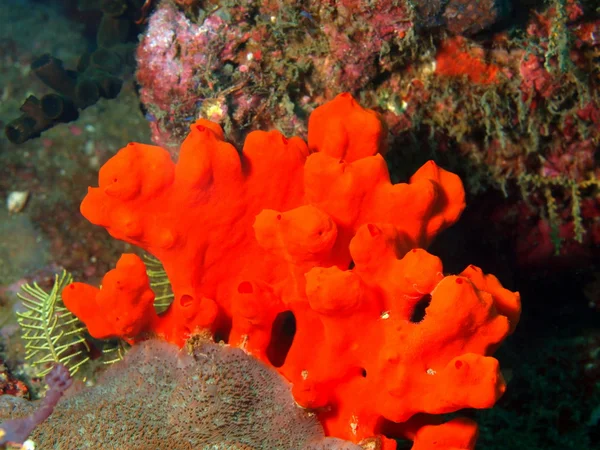 Sea squirt — Stock Photo, Image