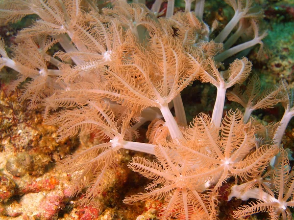 Soft coral — Stock Photo, Image