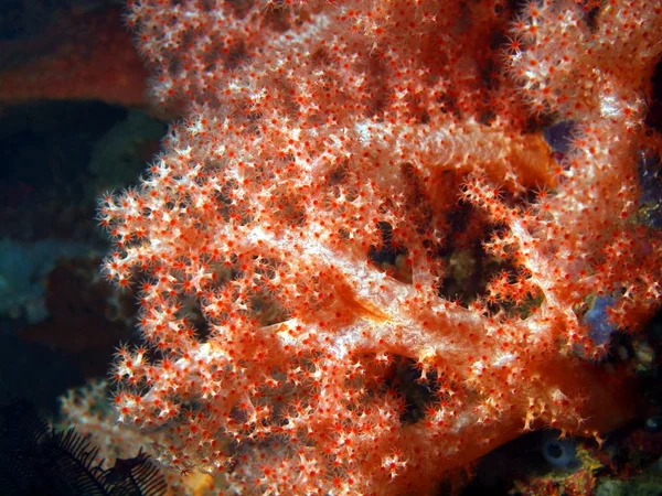 Měkké korály — Stock fotografie