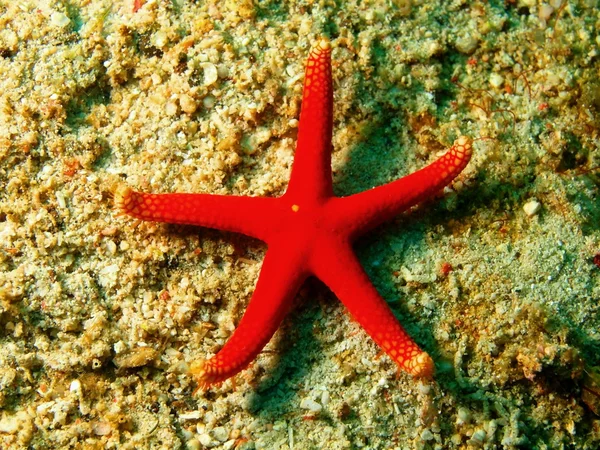 Starfish — Stock Photo, Image