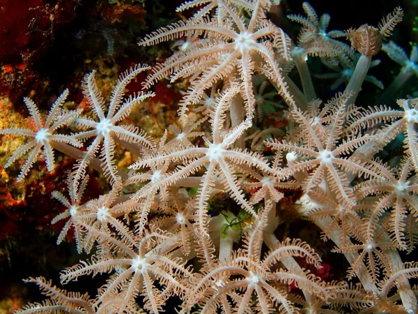 Soft coral — Stock Photo, Image