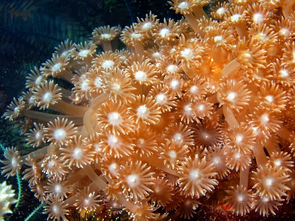 Soft coral — Stock Photo, Image