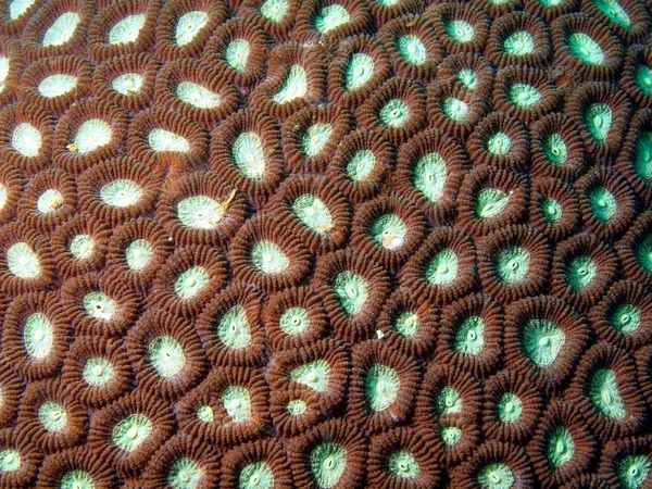 Coral de pedra — Fotografia de Stock