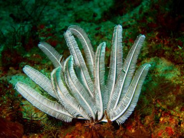 Deniz lily, Filipin Denizi