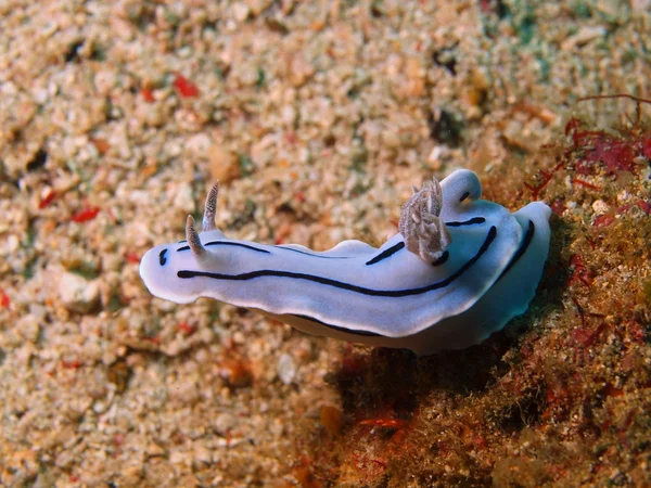 Sea slugs of the Philippine sea — Stock Photo, Image