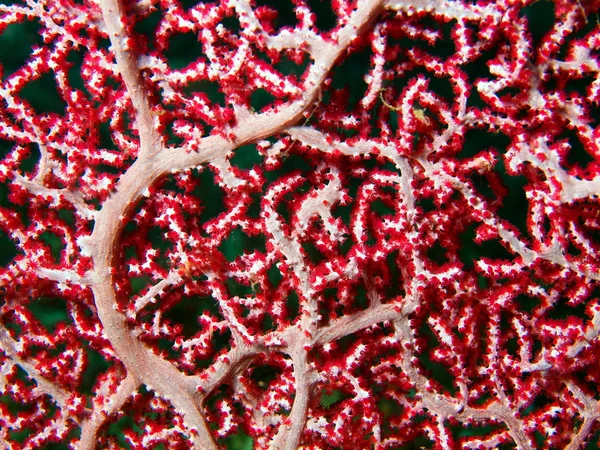 Lágy korall — Stock Fotó