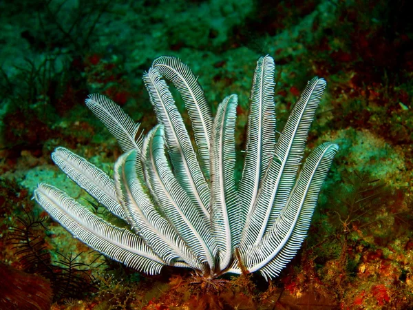 Deniz lily, Filipin Denizi