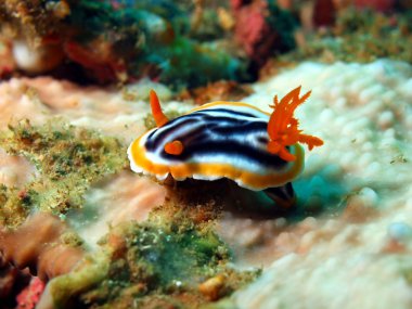 deniz salyangozları Filipin Denizi