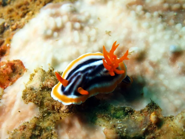 Zee slakken van de Filipijnenzee — Stockfoto