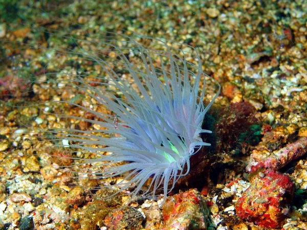 Anemones of the Philippine sea — Stock Photo, Image