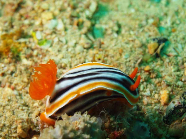 Sea slugs of the Philippine sea — Stock Photo, Image