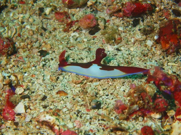 Sea slugs of the Philippine sea — Stock Photo, Image