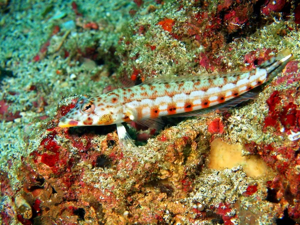 Poisson corail — Photo