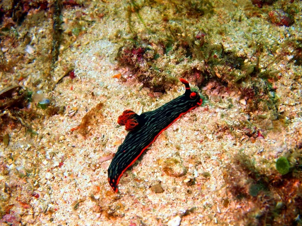 Tenger meztelen csiga a filippínó-tenger — Stock Fotó