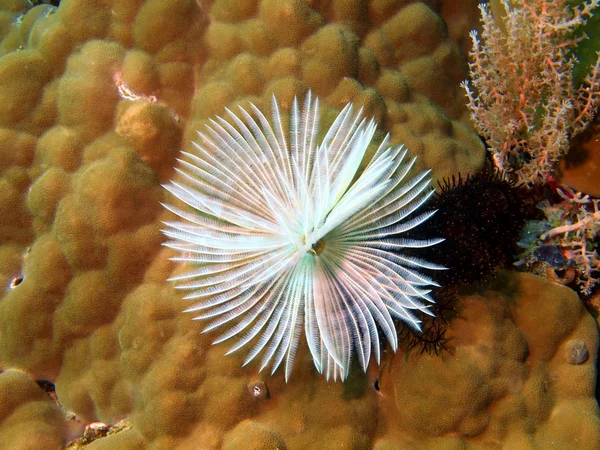 Brânquias de minhoca do mar — Fotografia de Stock