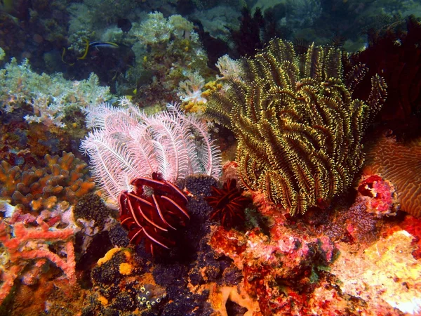 Sea lily of the Philippine sea — Stock Photo, Image