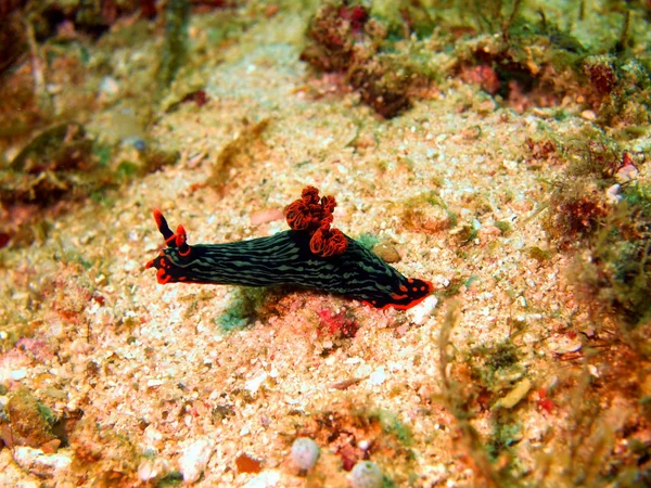 Lumache di mare del mare delle Filippine — Foto Stock