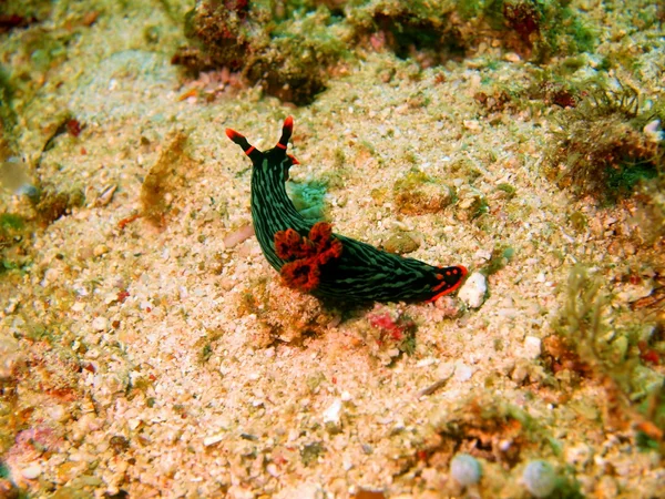 フィリピン海の海のナメクジ — ストック写真