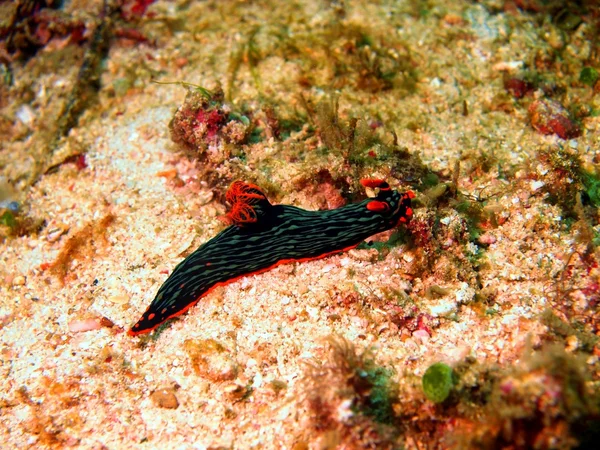 Havsnegle i det filippinske hav - Stock-foto