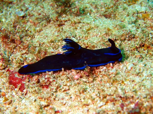 Sea slugs of the Philippine sea — Stock Photo, Image