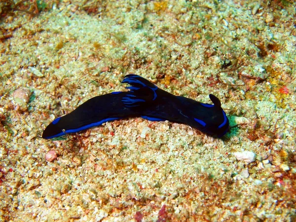Sea slugs of the Philippine sea — Stock Photo, Image