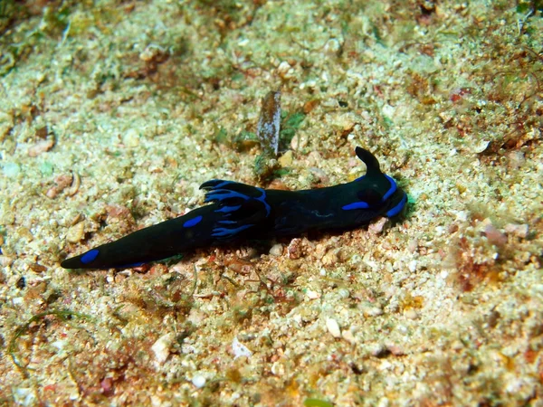 Sea slugs of the Philippine sea — Stock Photo, Image