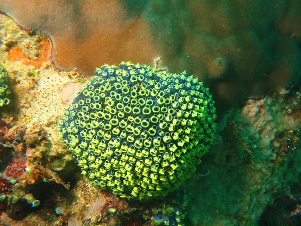 Lágy korall — Stock Fotó