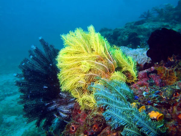 Sea lily of the Philippine sea — Stock Photo, Image