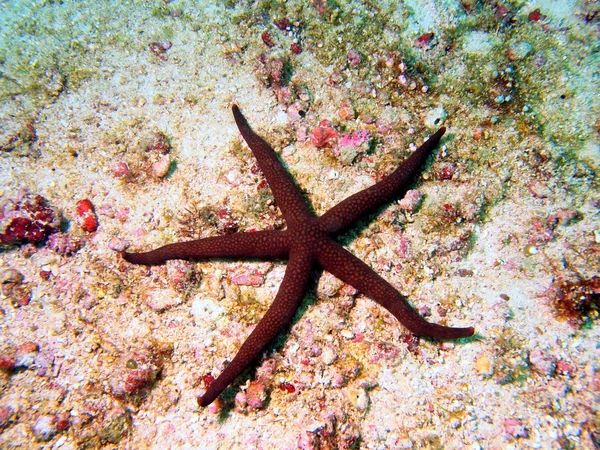 Zeesterren — Stockfoto