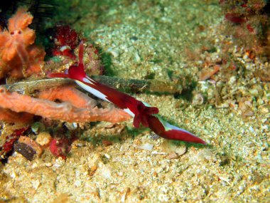 deniz salyangozları Filipin Denizi