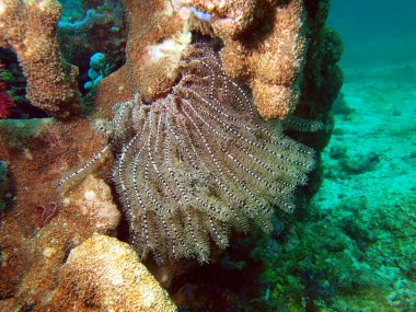 Deniz lily, Filipin Denizi