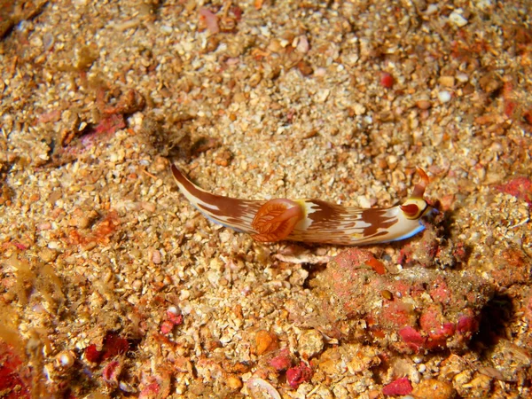 Sea slugs of the Philippine sea — Stock Photo, Image