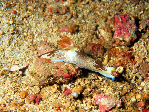 Sea slugs of the Philippine sea — Stock Photo, Image