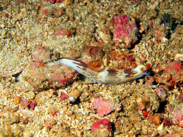 Sea slugs of the Philippine sea — Stock Photo, Image