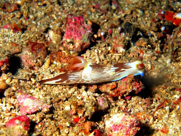 Lumache di mare del mare delle Filippine — Foto Stock