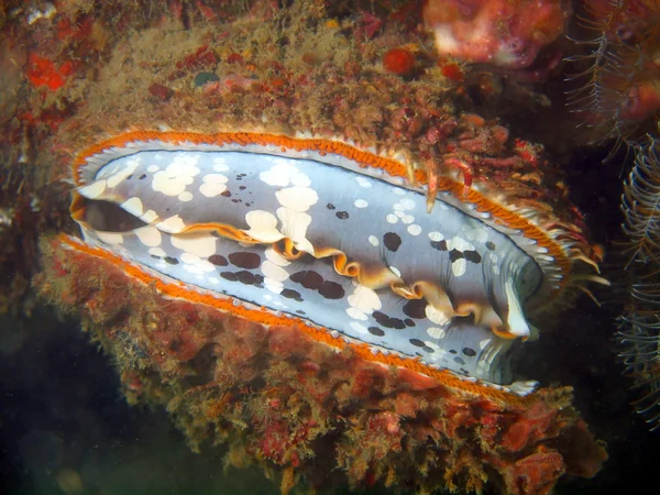 Molusco — Fotografia de Stock