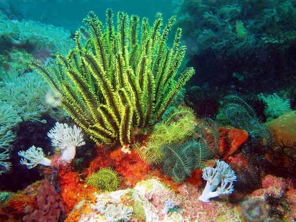 Deniz lily, Filipin Denizi