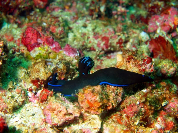 Sea slugs of the Philippine sea — Stock Photo, Image